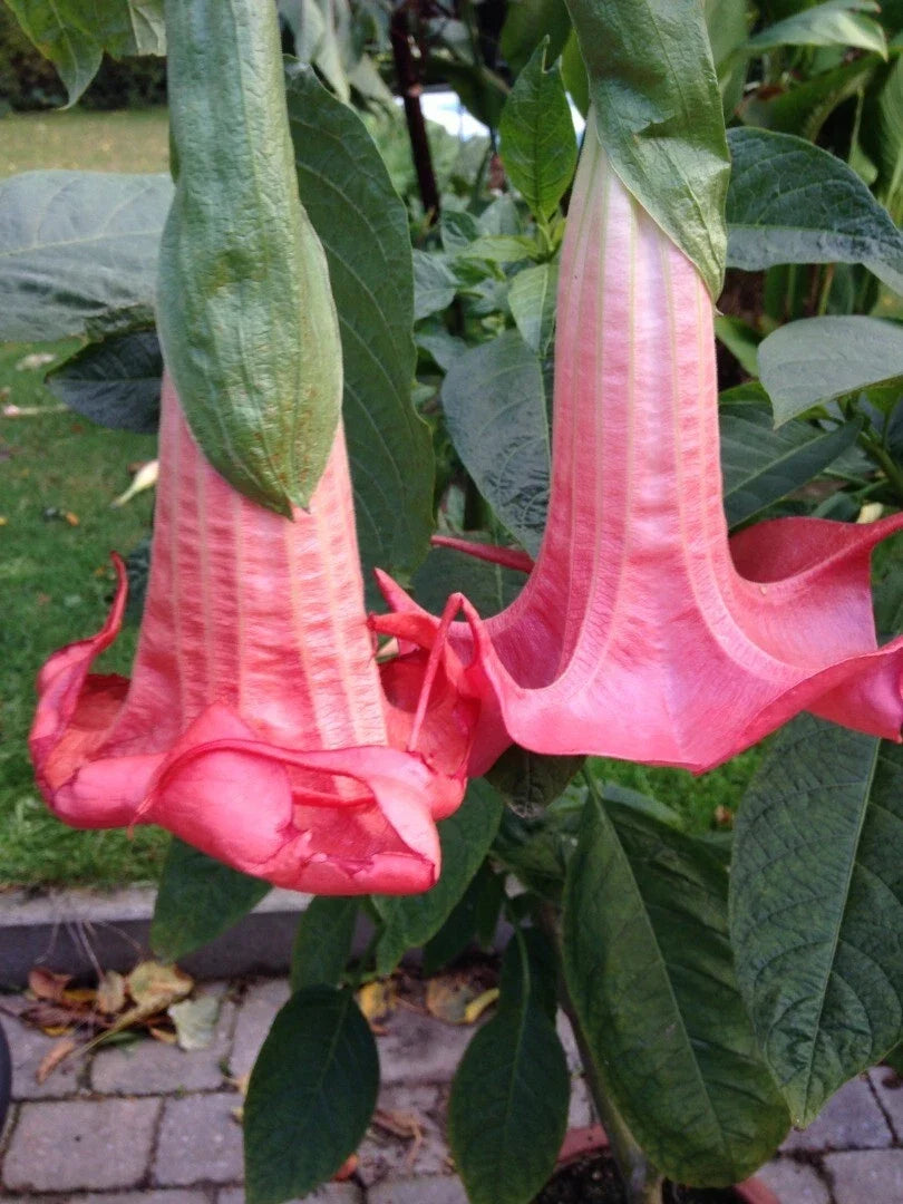 Red Prince Angel Trumpet Seeds - Brugmansia spp. - Fragrant Red Flowers - 10 Pack - USA Grown