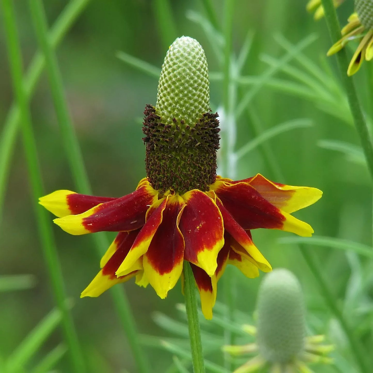 Mexican Hat Seeds 400 Count - Ratibida columnifera - Great Cut Flower - GroCo USA