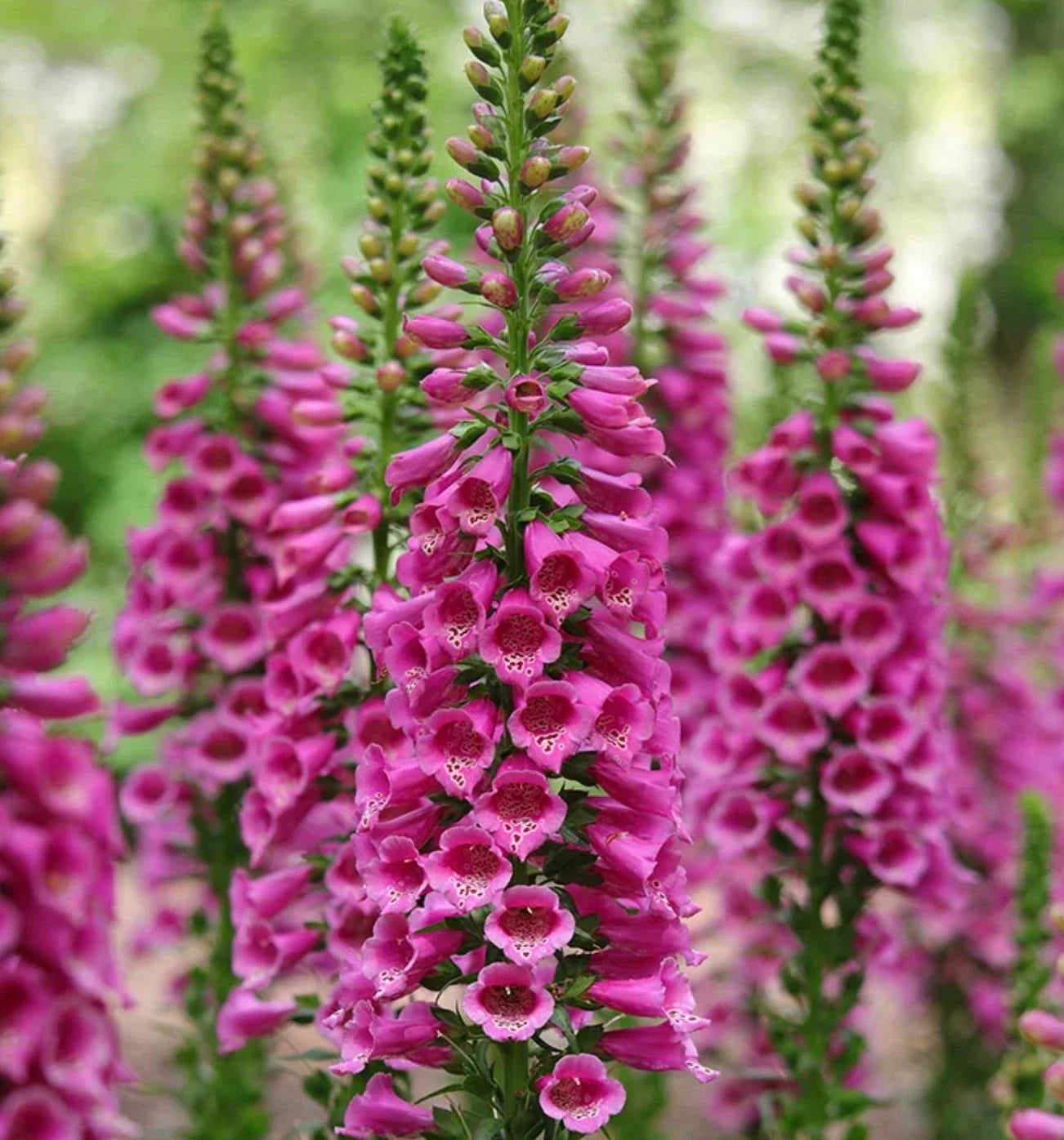 Foxglove Candy Mountain Rose Live Perennial Starter Plants Plugs – Digitalis purpurea, Bee & Hummingbird Attractant, Deer Resistant