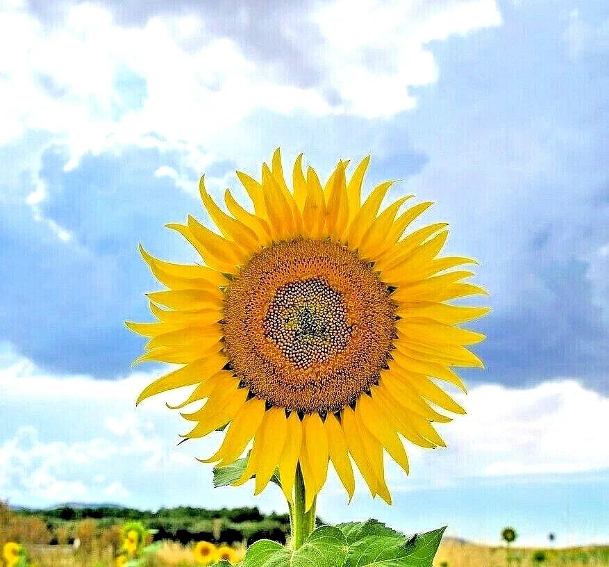 Giant Mongolian Sunflower Seeds - Heirloom Helianthus giganteus, Large Blooms, Tall 10-12 ft, Pollinator Attracting, Pack of 10