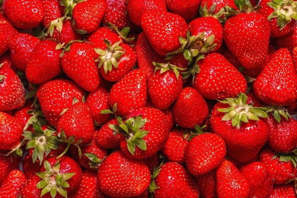 Jewel Strawberry Plants Bare Root - Everbearing, High-Yield Fragaria x ananassa for Garden or Containers