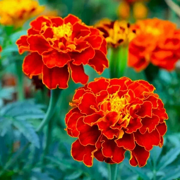 Red Cherry Marigold Seeds - 25+ Pack, Tagetes erecta, Garden Flower, Full Sun, Drought Tolerant, Easy to Grow