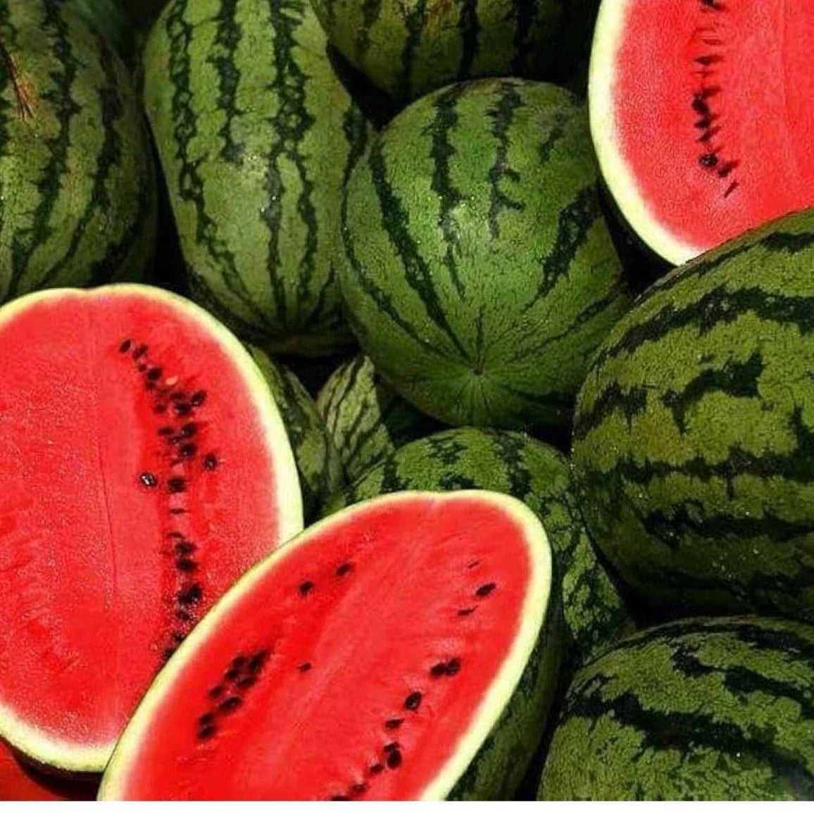 Jubilee Improved Watermelon Seeds – Heirloom Non-GMO Citrullus lanatus Pack of 25+ for Home Garden, Sweet, Large Fruit