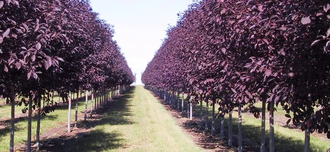 Purple Chokecherry Tree Seeds - Prunus virginiana, 30 Seeds for Planting, Edible Fruit, Wildlife Attractant, Deciduous Tree