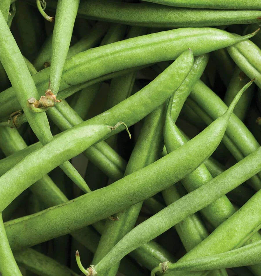 Heirloom Strike Bean Seeds 50 Ct - Non-GMO Bush Green Vegetable Garden