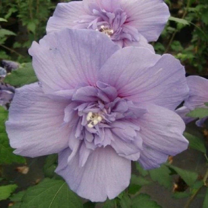 Double Light Purple Hibiscus Seeds - Perennial Flower Seeds - Hibiscus rosa-sinensis, 20 Pack