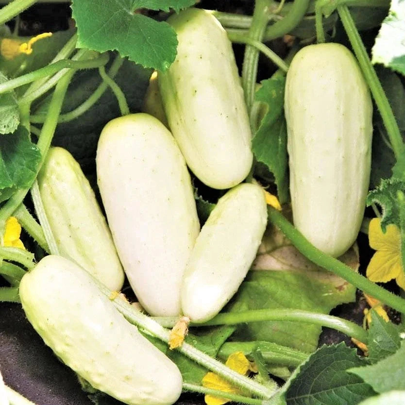 White Wonder Cucumber Seeds - 50+ Count, Ivory King Long, Heirloom Vegetable Seeds for Fresh Eating & Pickling, Cucumis sativus