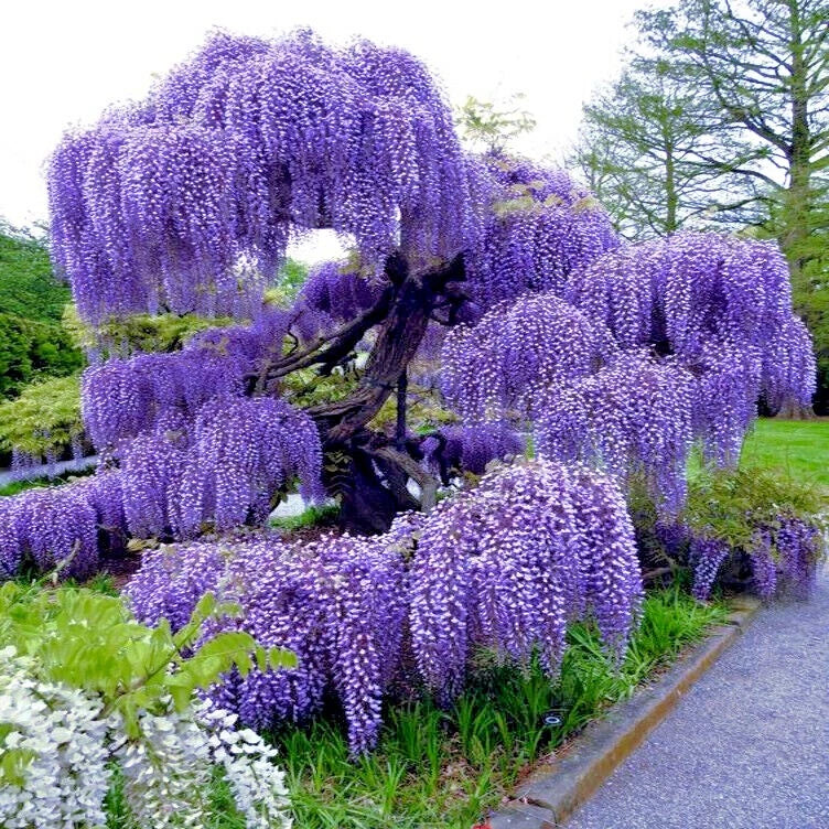 Chinese Blue Wisteria Seeds - 5 Pack, Fast Climber Flower Vine, Wisteria sinensis, Hardy Deciduous Climber for Garden Trellises