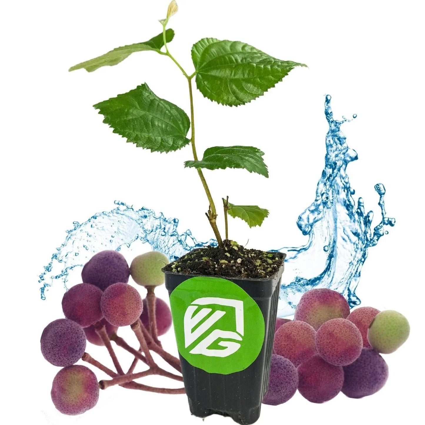 Sherbet Berry Live Plant - Grewia asiatica in 3-Inch Pot with Fresh Green Foliage