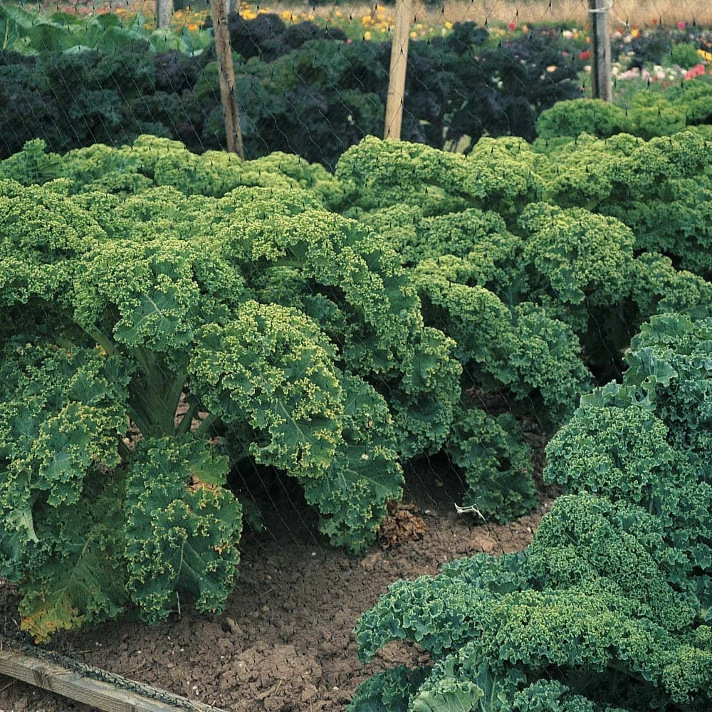 Dwarf Blue Curled Scotch Kale Seeds - Non-GMO Heirloom Organic Brassica oleracea
