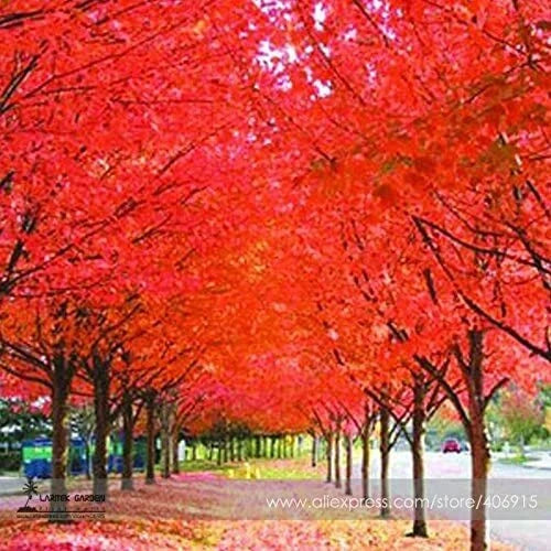 Japanese Red Maple Tree Seeds - 30 Pack Acer palmatum Ornamental Foliage Hardy Landscape
