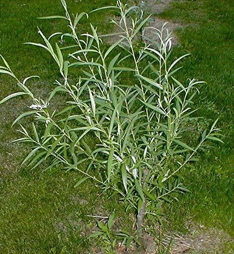 Jumbo Hybrid Willow Tree Cuttings 10 Inch Thick Root Stock Salix × sepulchralis for Landscaping