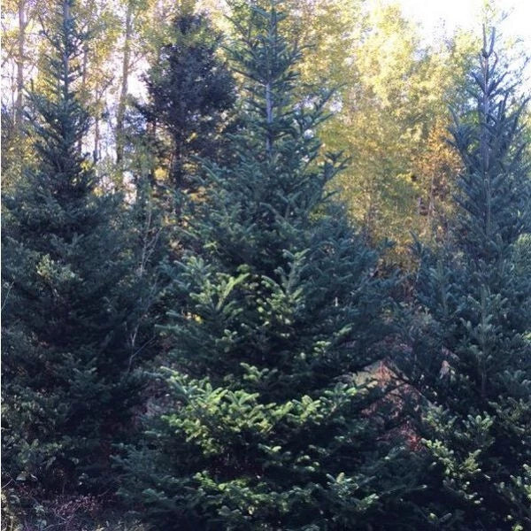 Fraser Fir Bare Root Seedlings for Christmas Landscape – Abies fraseri, Conical Shape, Aromatic Foliage, Spring 2025 Ship