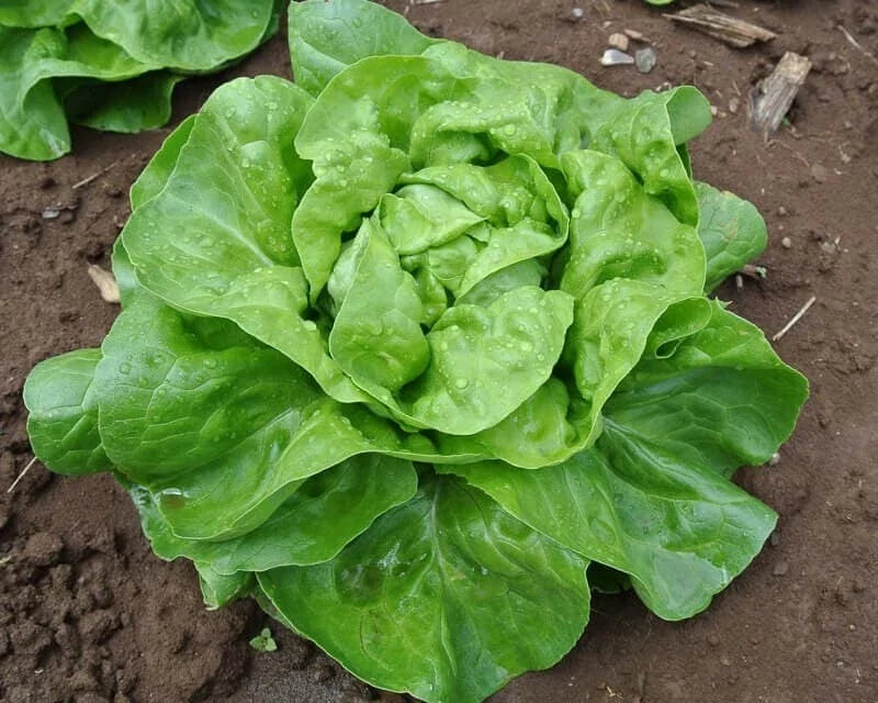 Buttercrunch Lettuce Seeds - Heirloom, Organic, Crisp Green Leaves, Lactuca sativa, Loose-Leaf, Salad Greens, Non-GMO Seed Packet