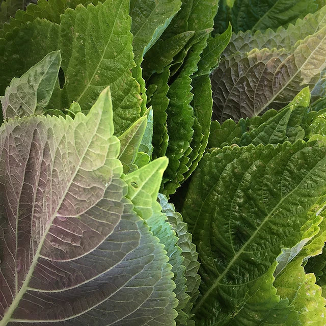 Korean Perilla Seeds | Organic, Non-GMO | Perilla frutescens Herb for Cooking & Gardening