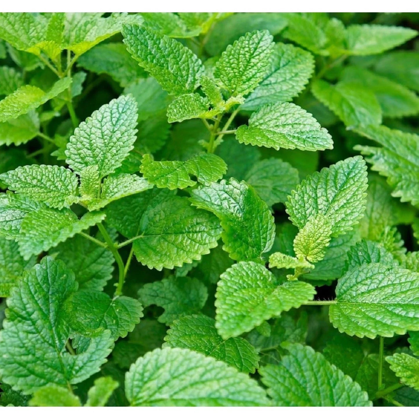 1000pcs Mint Seeds Non-GMO Heirloom Herb Seeds for Planting Mentha spp. for Tea Gardens & Culinary Use