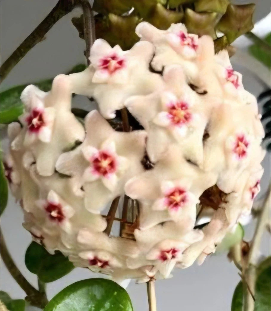 Hoya Mathilde Splash Live Plant | Well-Rooted Wax Plant Vine | 5-Inch Tall | Variegated Foliage | Indoor Houseplant