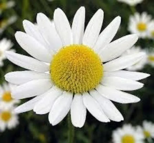 Roman Chamomile Seeds - 100 Organic Anthemis nobilis Herbal Tea Plant