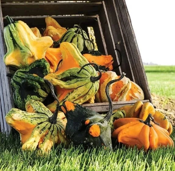 Gremlins Gourd Seeds for Planting | Fall Decor Variety | Cucurbita pepo | Vining Gourds for Autumn Arrangements