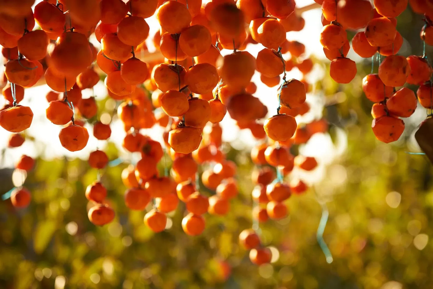 American Persimmon Tree Seeds - 20 Pack, Diospyros virginiana, Native US Tree, Deciduous, Fruit-Bearing, Drought Tolerant