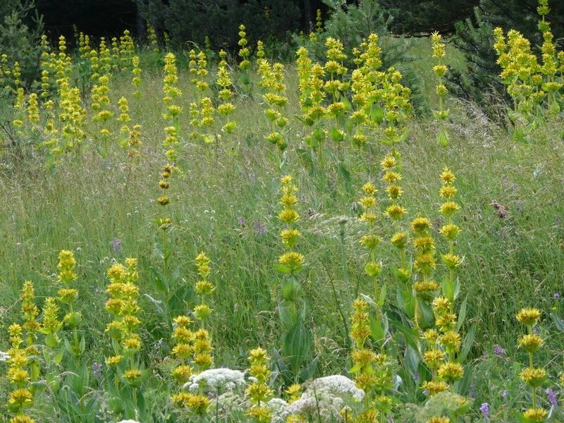 Gentiana Lutea Seeds - Yellow Flower Perennial Herb - 30 Seeds for Planting - Great Yellow Gentian