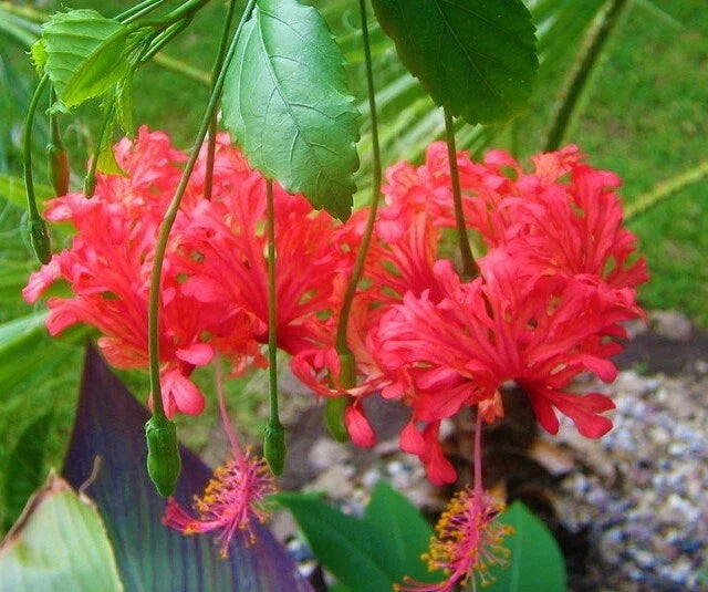 Rooted Hibiscus Schizopetalus Starter Plant - Chinese Lantern, Bare Root, Vibrant Lantern-Shaped Flowers, Perennial, Attracts Butterflies
