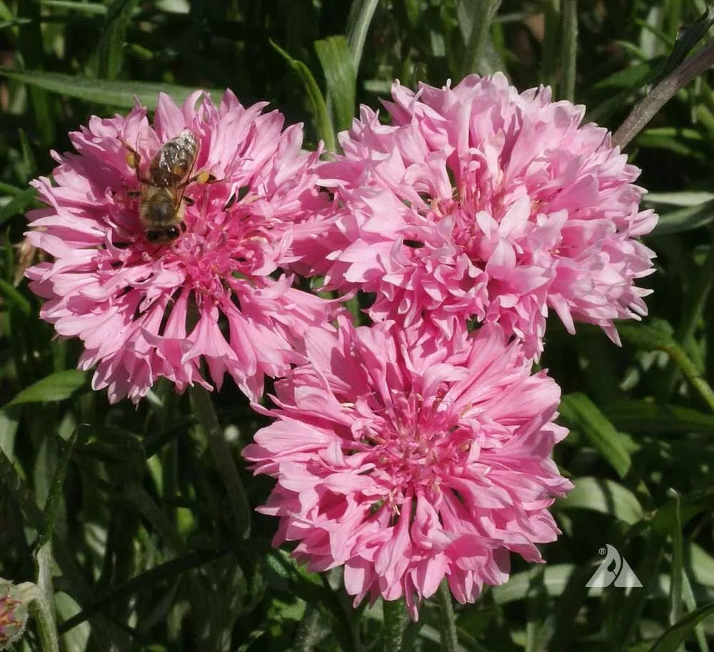 Cornflower Seeds 400 Count Tall Pink Heirloom Flower Centaurea cyanus Non-GMO for Bees & Pollinators