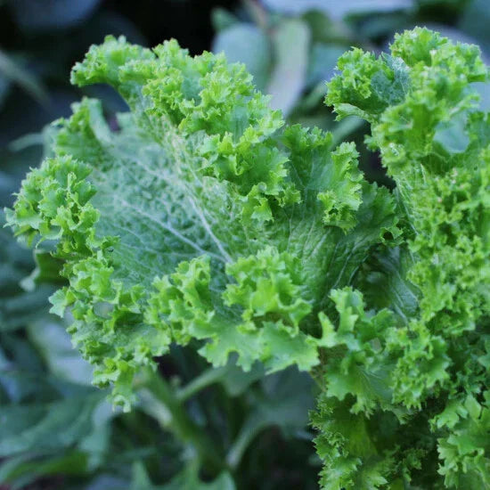 Green Wave Mustard Seeds - Spicy Mustard Greens, Non-GMO Brassica juncea