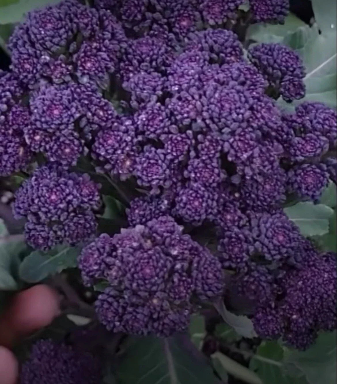 Purple Broccoli Seeds - Organic Brassica oleracea var. italica, 200+ Non-GMO Seeds for Home Gardening, Full Sun, Free Shipping