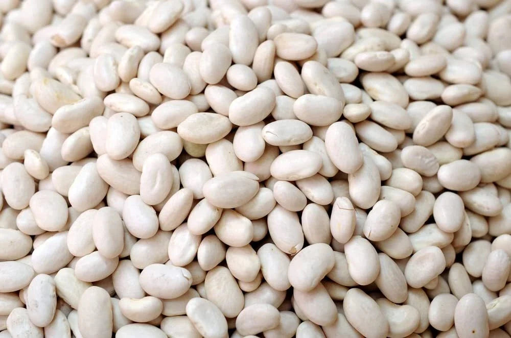 Navy Bean Seeds for Planting, White Kidney Beans, Phaseolus vulgaris, 50 Seeds, Bush-Type, Compact Growth