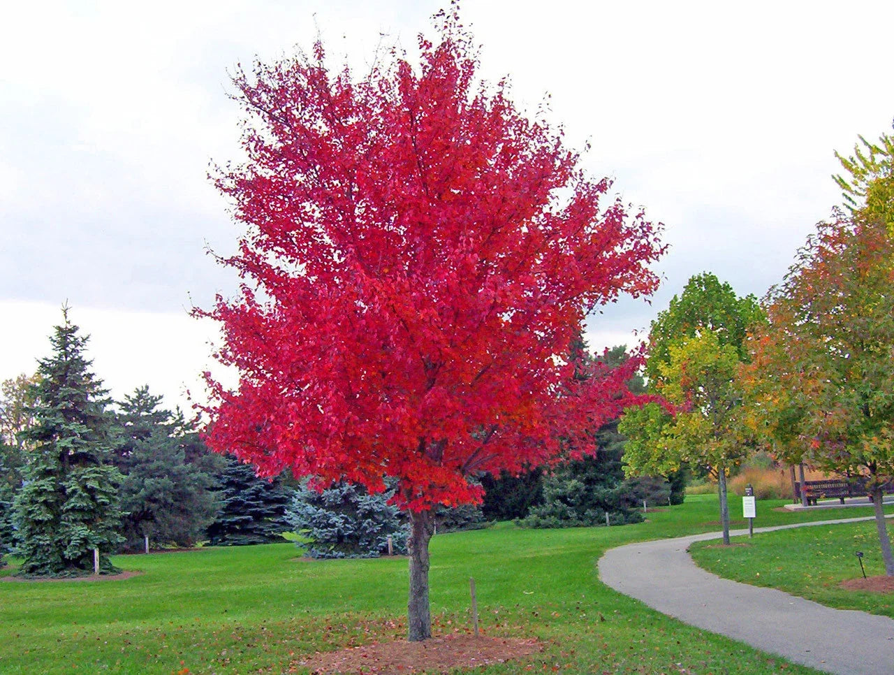 Red Maple Seeds, Acer rubrum, Native Tree Seeds for Planting, Drought Tolerant, 30 Seeds for Landscaping and Reforestation
