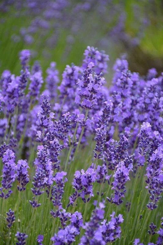 Hidcote English Lavender Plant 4" Pot | Drought-Tolerant Aromatic Perennial | Lavandula angustifolia Deep Purple Flowers