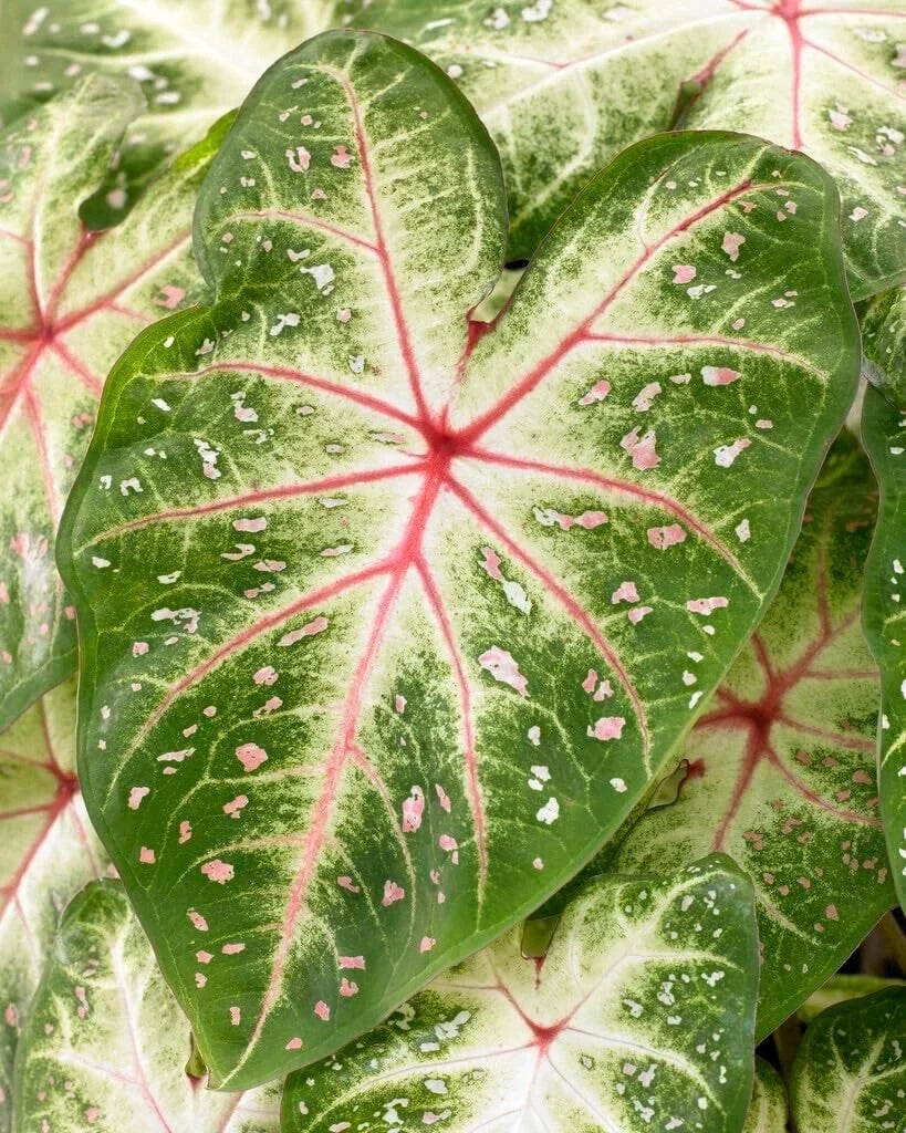 Galaxy Caladium Bulbs - Colorful Foliage for Shade Gardens - 10 Bulbs Pack - Caladium bicolor