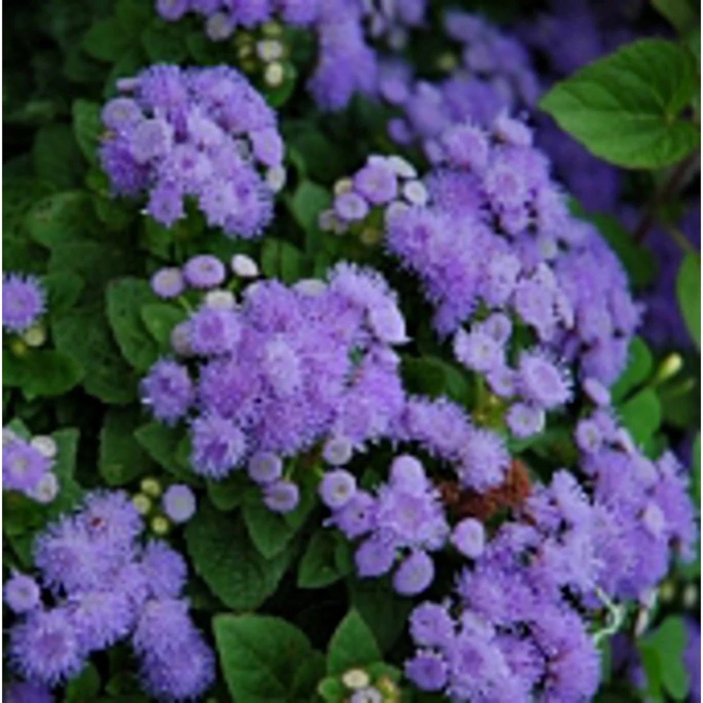 Ageratum Seeds Blue Mink Non-GMO Flower Seeds for Gardens, Borders & Containers, Vibrant Blue Blooms, Attracts Pollinators, 20+ Seeds