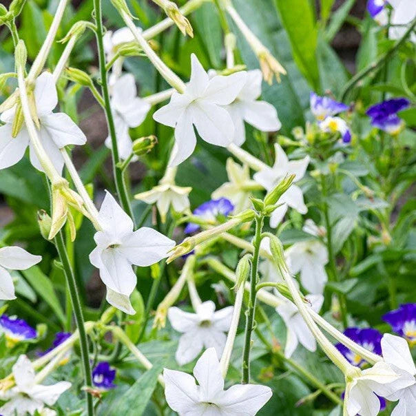 Jasmine Tobacco Seeds - 500+ Non-GMO Nicotiana alata for Fragrant Night Blooms
