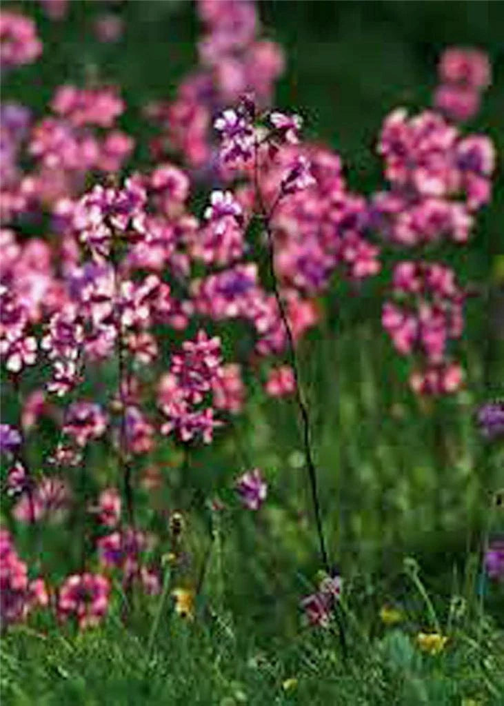 Catchfly Flower Seeds – 200+ Crimson-Rose Silene armeria Seeds for Garden, Borders, Containers, Wildflower Gardens