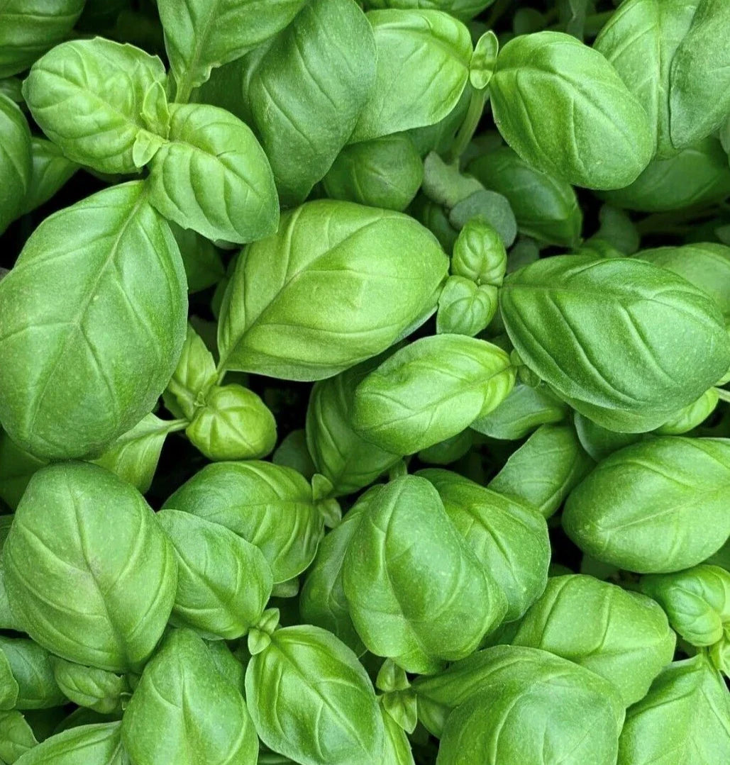 Genovese Basil Seeds 600+ Non-GMO Herb for Garden, Ocimum basilicum, Culinary, Indoor & Outdoor Planting