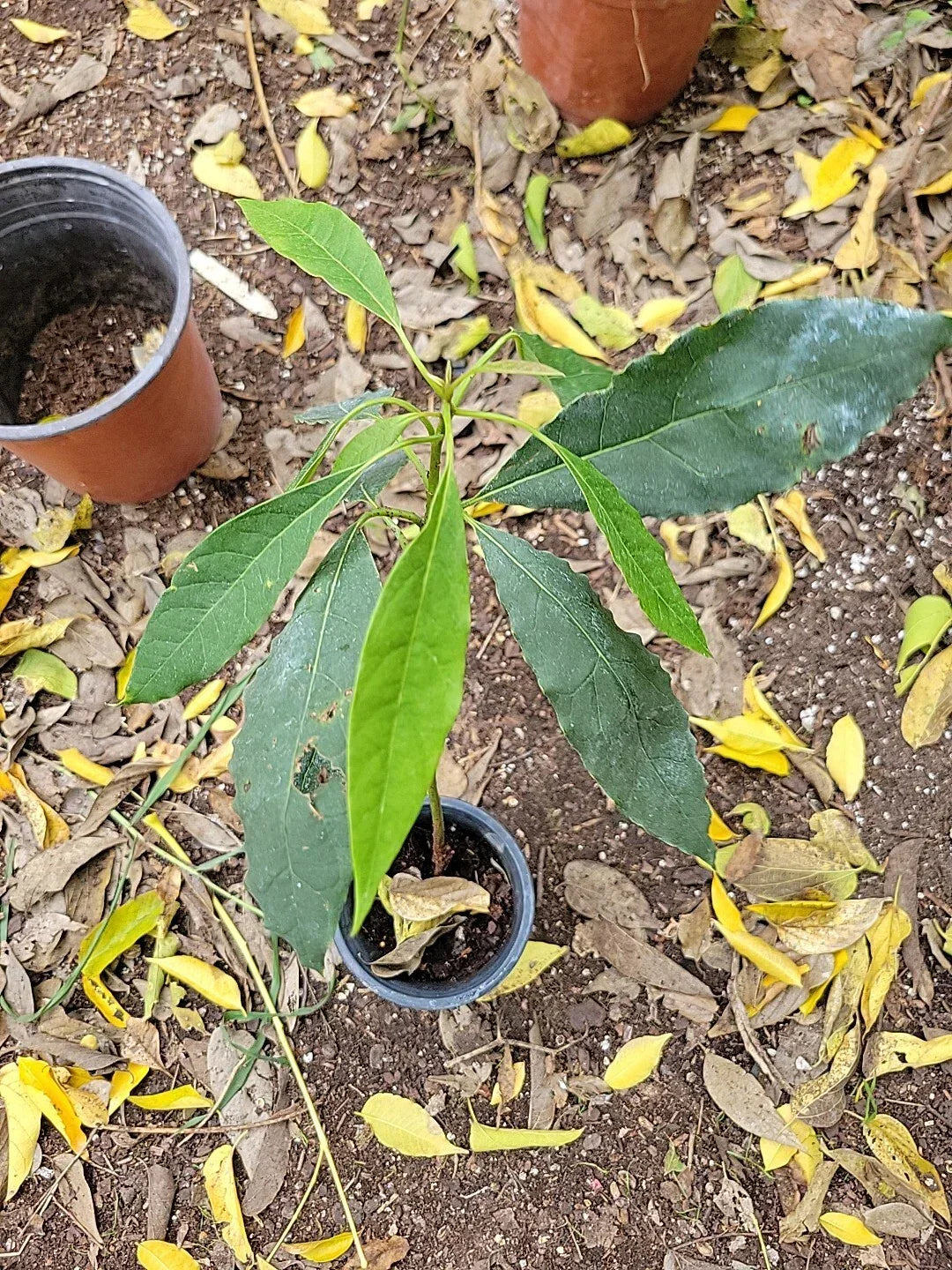 Dwarf Cold Hardy Avozilla Avocado Tree - Persea americana, Compact & Cold Tolerant