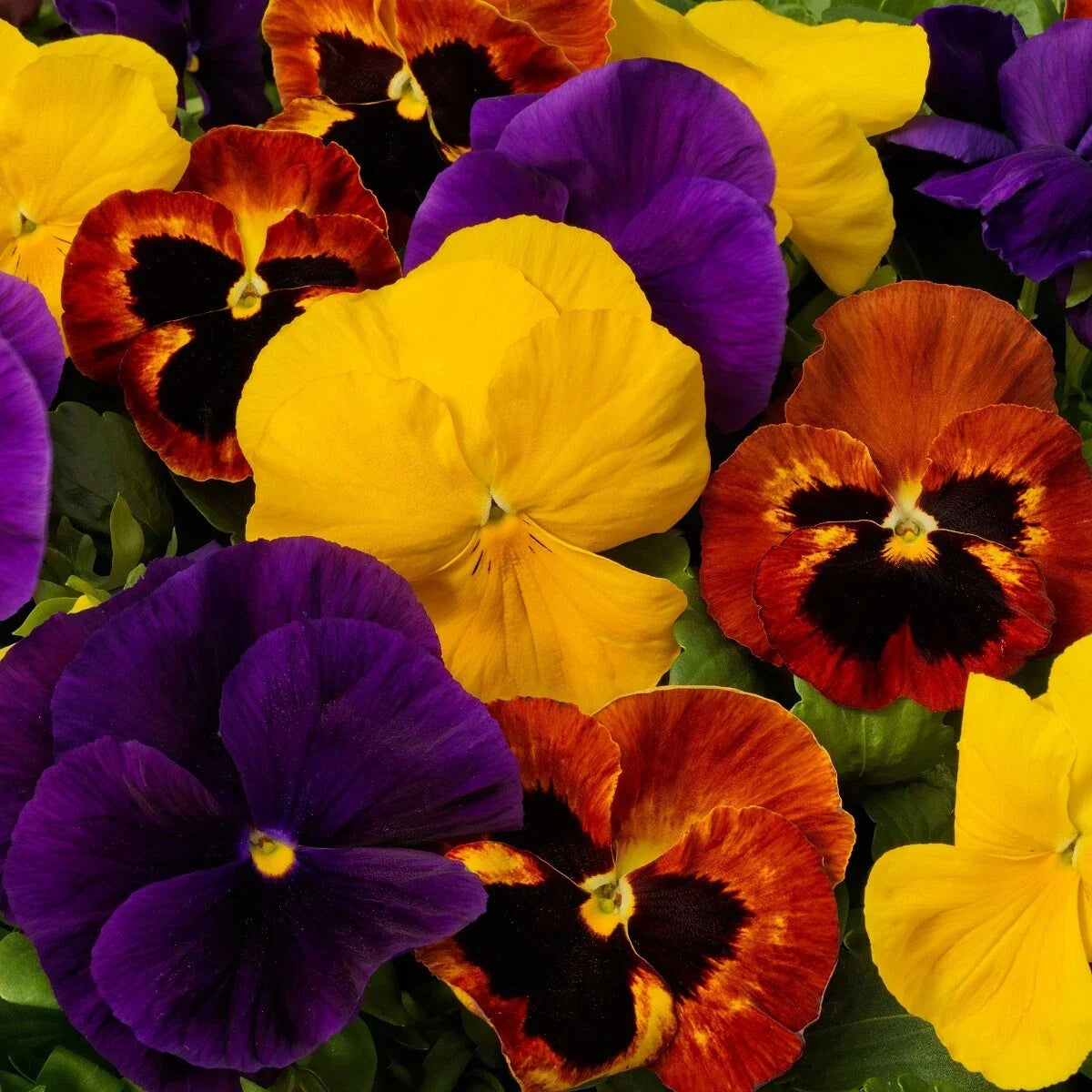 Pansy Seeds 50 Count Autumn Mix Viola tricolor Garden Flower Seeds for Containers & Beds
