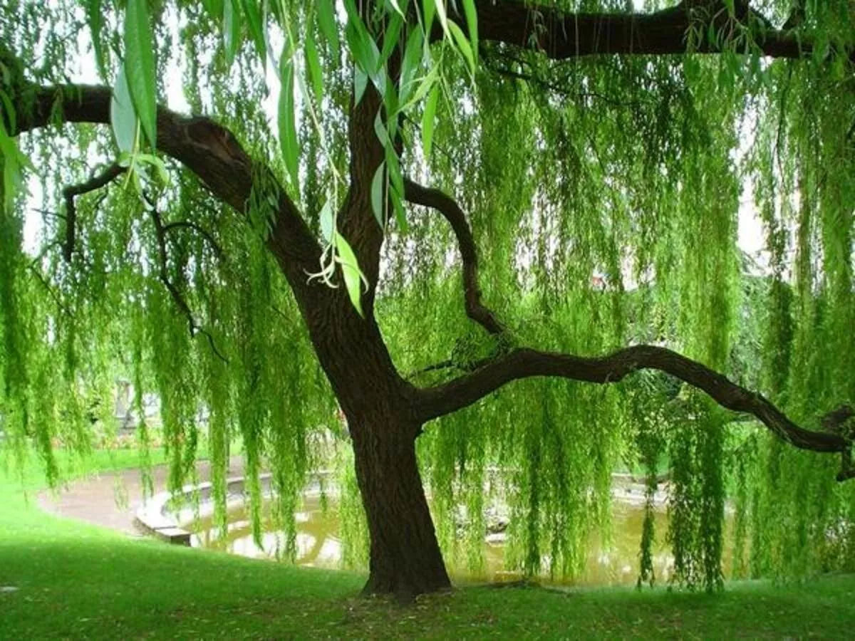 Weeping Willow Tree Cuttings - 10 Fresh Cut Salix babylonica - Rooting Hormone Ready
