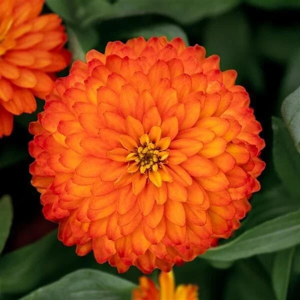Zydeco Fire Zinnia Seeds - 100+ Pack for Garden Planting - Zinnia elegans - Vibrant Fiery Colors, Easy Grow, USA Grown