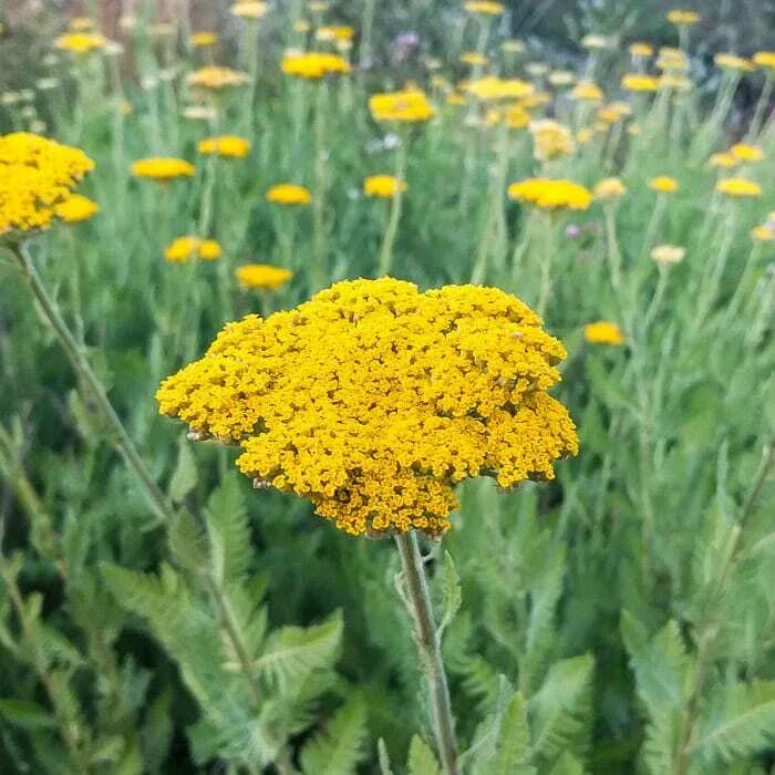 Gold Yarrow Seeds - Achillea filipendulina - Perennial Flowers for Butterflies & Hummingbirds