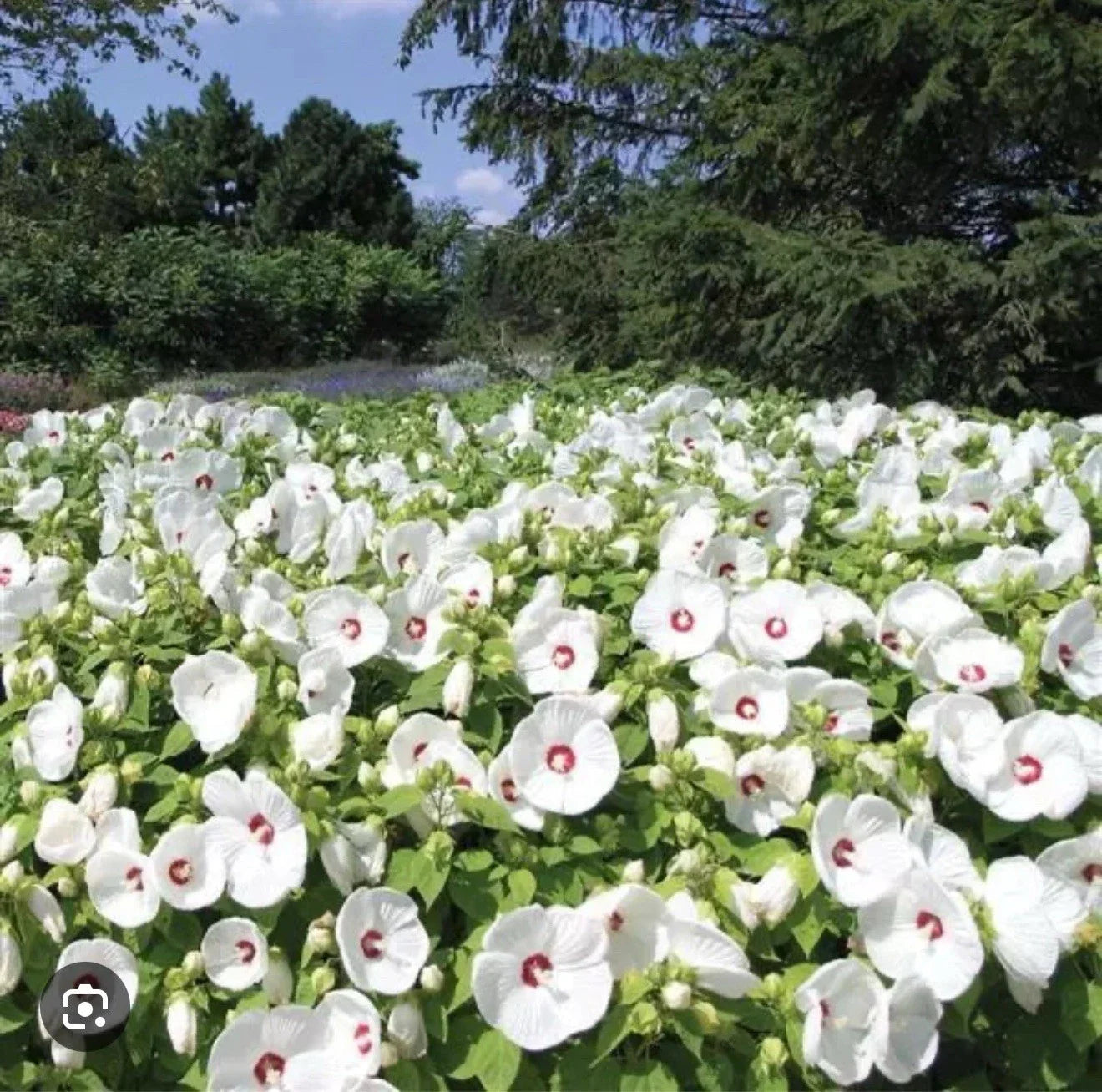 Hibiscus Plant Starter – Small Rooted Luna White Variety with 8-10 Inch Blooms – Hibiscus moscheutos Perennial