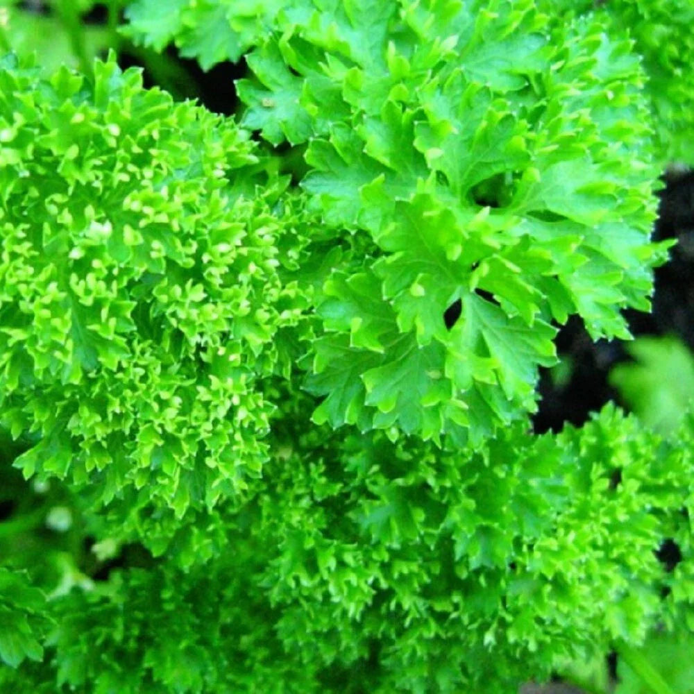 Forest Green Parsley Seeds | NON-GMO Heirloom | Petroselinum crispum