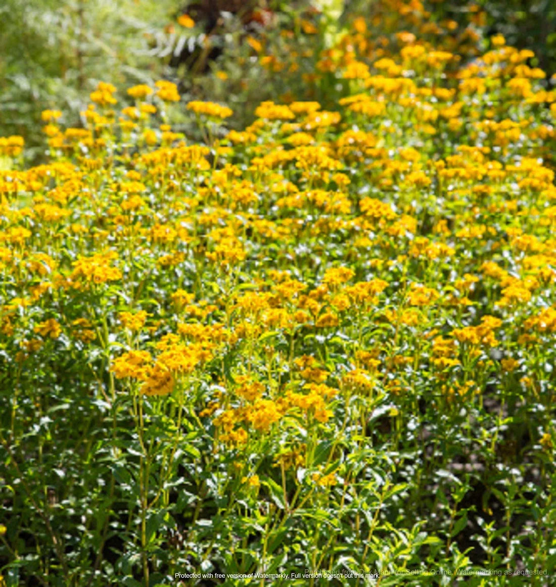 Mexican Mint Marigold Seeds 100+ | Tagetes Lucida | Aromatic Herb & Flower | Annual Plant for Culinary & Garden