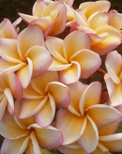 Rare Rainbow Plumeria Plant 3-8 Inches Tall | Plumeria rubra