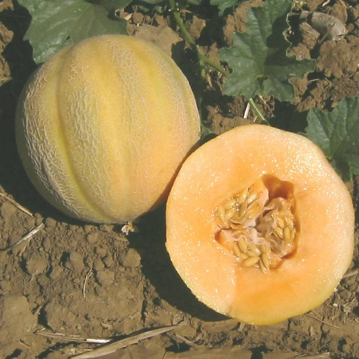 Minnesota Midget Cantaloupe Seeds - Heirloom Cucumis melo - Compact Bush-Type Melon for Small Gardens, Sweet & Juicy Fruit
