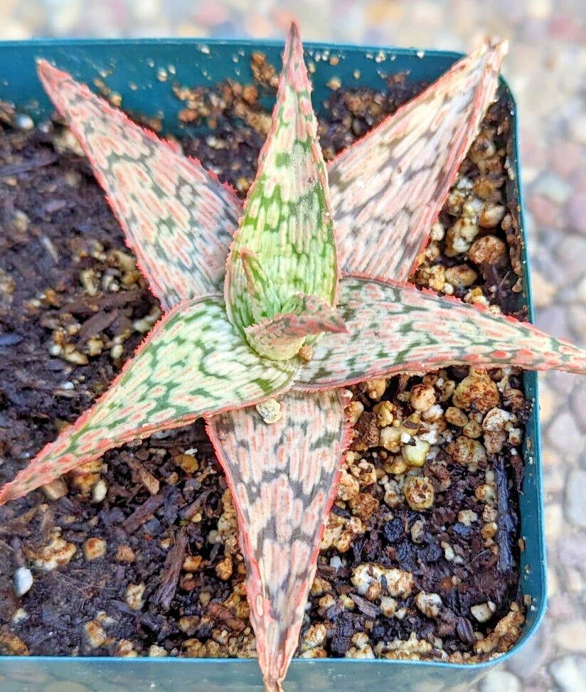 Aloe 'Pink Blush' 4" Potted Plant - Aloe Hybrid Succulent