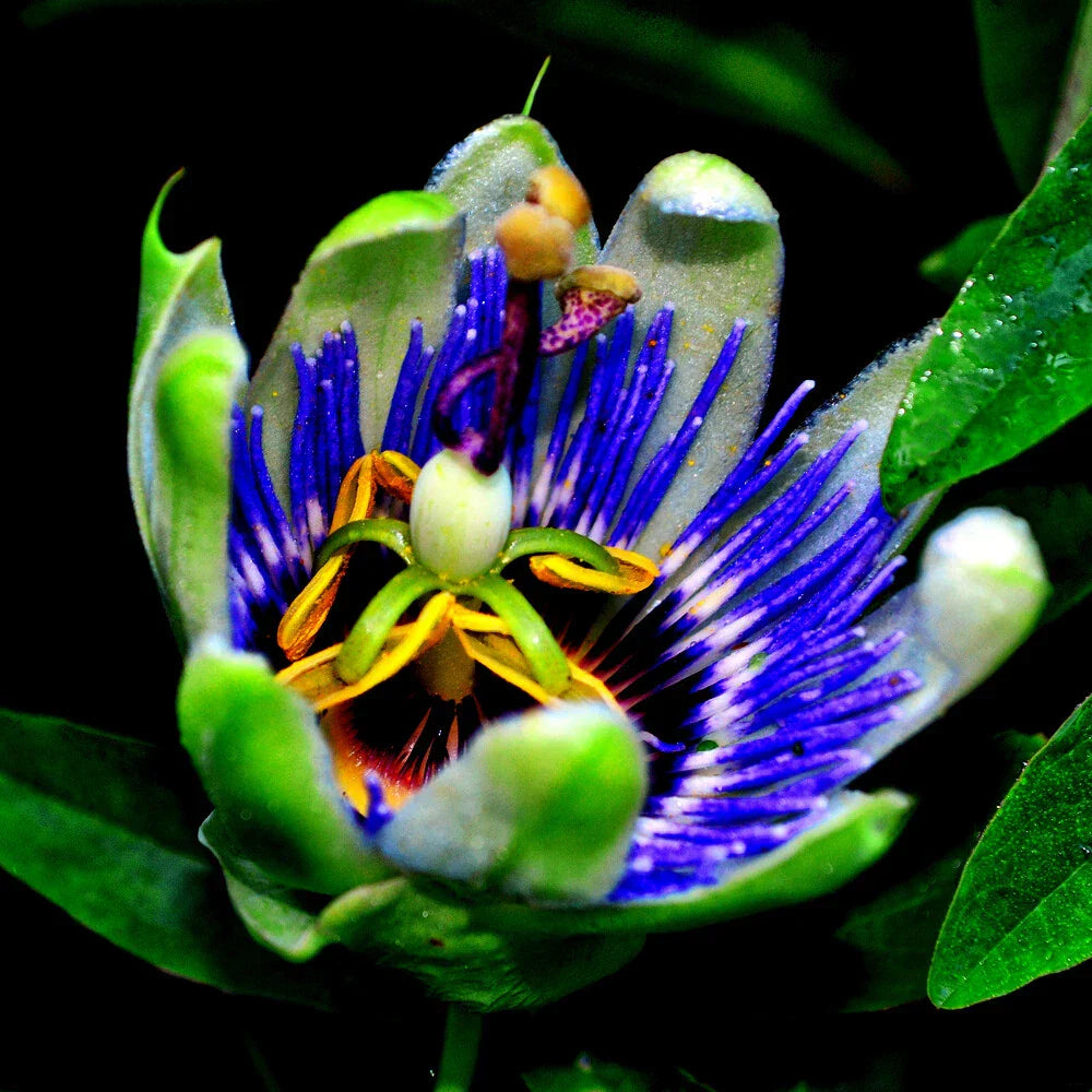 Blue Passion Flower Seeds - Passiflora caerulea Climbing Vine for Hummingbirds & Butterflies