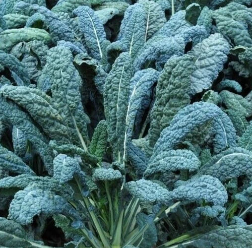 Lacinato Kale Seeds 600+ Non-GMO Dinosaur Kale Vegetable Seeds Brassica oleracea var. sabellica